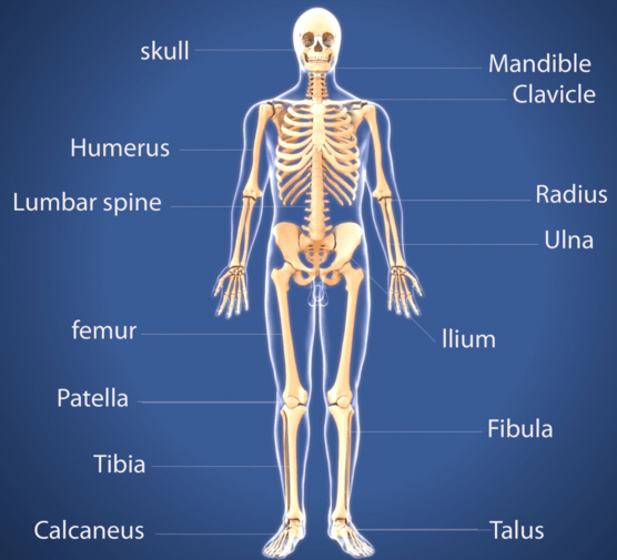 Presentation with information about the skeletal system